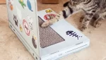 Cat Scratch Laptop