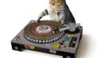 Cat DJ Turntable
