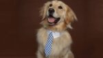 Dog Business Ties