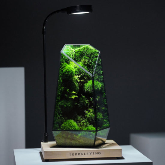 Geometric Moss Terrarium